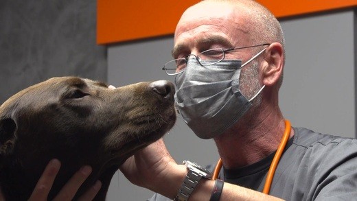 Tierheim zu So werden Haustiere trotzdem vermittelt Regio TV
